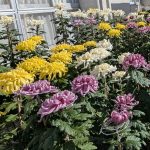 <span class="title">文化の日･･･“岩野田北地域文化祭”開催!!</span>